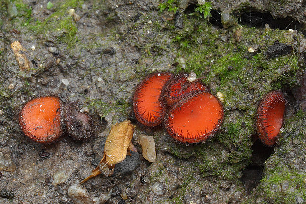 štítovnička Scutellinia sp.