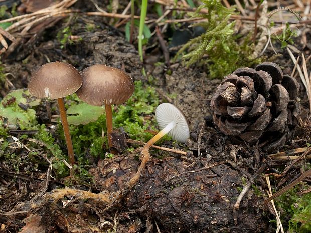 peniazočka horkastá Strobilurus tenacellus (Pers.) Singer