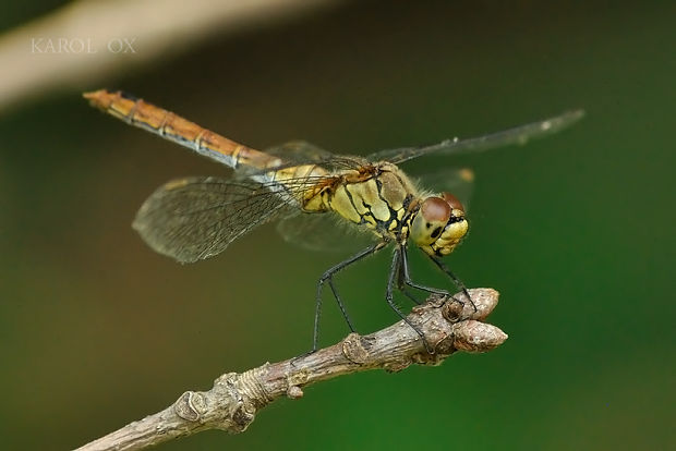 vážka obyčajná  Sympetrum vulgatum