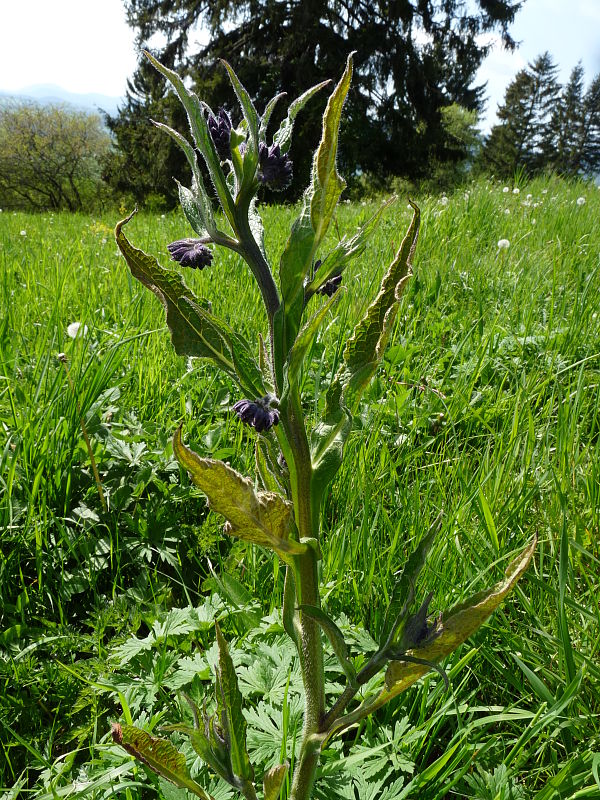 kostihoj lekársky Symphytum officinale L.