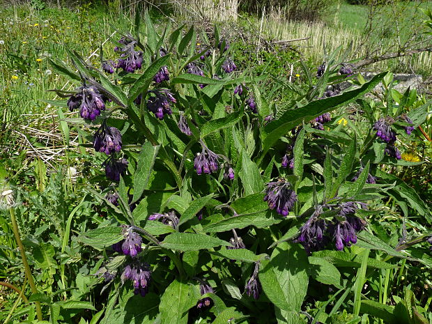 kostihoj lekársky Symphytum officinale L.