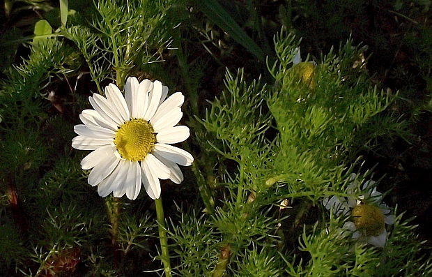 parumanček nevoňavý  Tripleurospermum perforatum (Mérat) M. Lainz