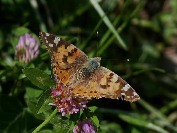 babôčka bodliaková Vanessa cardui