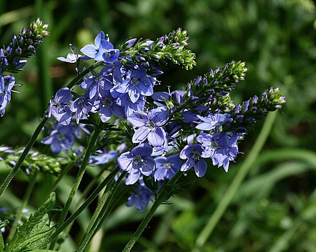 veronika hrdobarkovitá Veronica teucrium L.