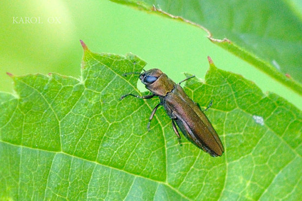 krasoň Agrilus sp.