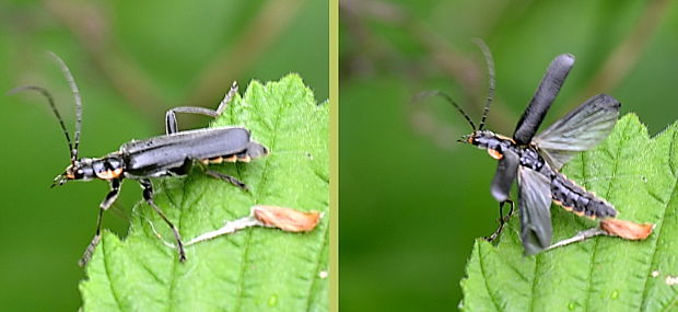 snehulčík Cantharis sp.