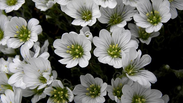 rožec vlnatý Cerastium eriophorum Kit.