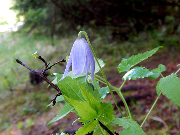 plamienok alpínsky Clematis alpina (L.) Mill.