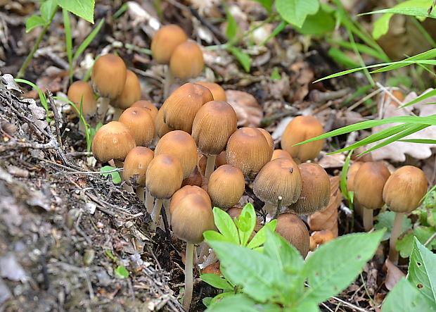 hnojník ligotavý Coprinellus micaceus  (Bull.) Vilgalys, Hopple & Jacq. Johnson