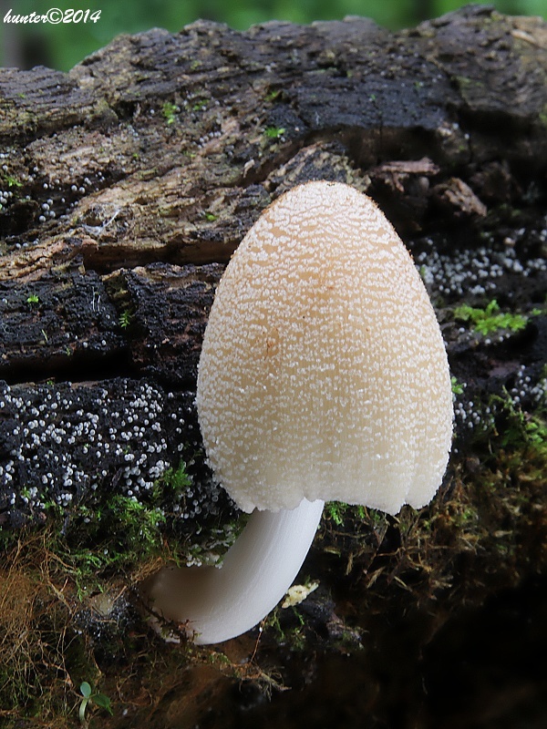 hnojník Coprinus sp.