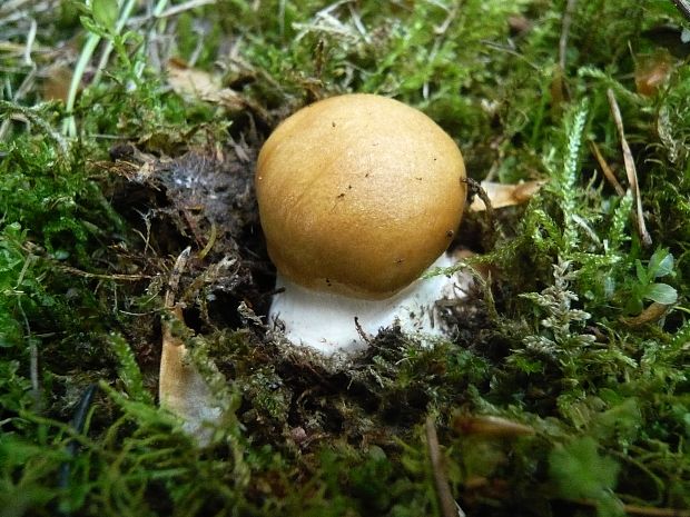 pavučinovec Cortinarius sp.