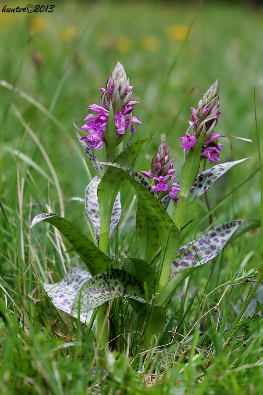 vstavačovec májový pravý Dactylorhiza majalis subsp. majalis (Reincherb.) Hunt & Summerh.