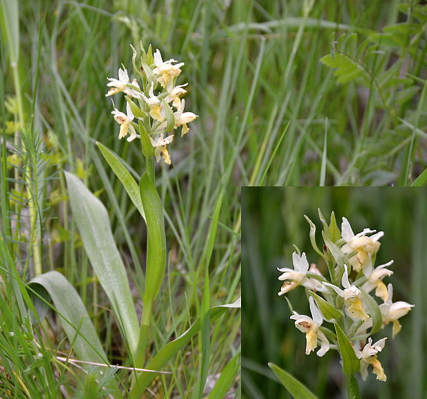 vstavačovec bazový Dactylorhiza sambucina (L.) Soó