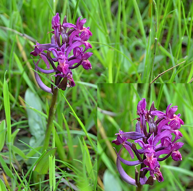 vstavačovec bazový  Dactylorhiza sambucina (L.) Soó