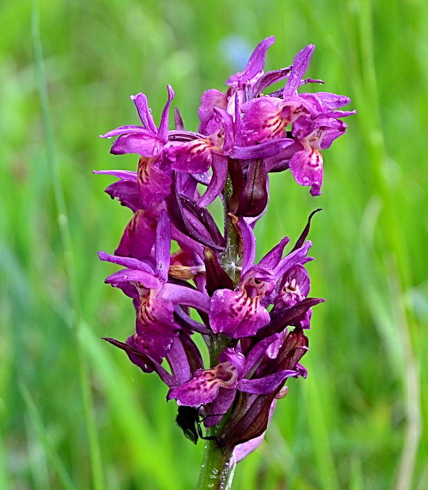 vstavačovec bazový  Dactylorhiza sambucina (L.) Soó