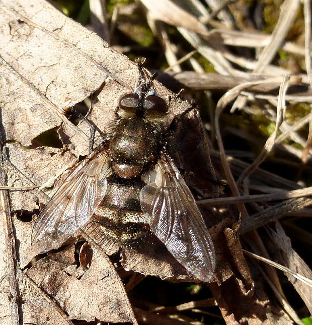 bystruša Ernestia puparum Fabricius, 1794