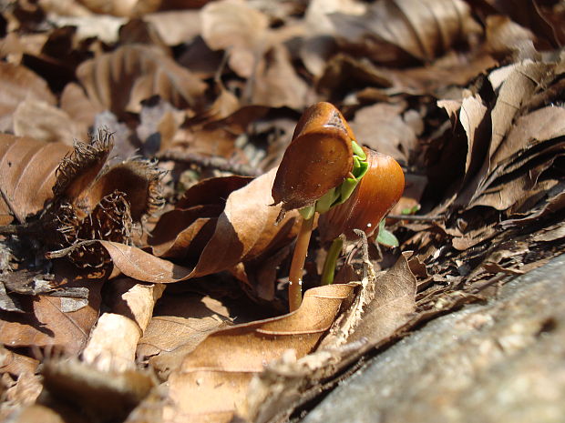 buk lesný Fagus sylvatica L.