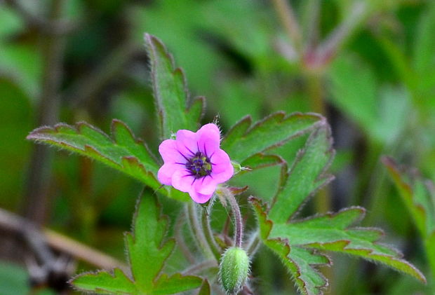 pakost holubí Geranium columbinum L.