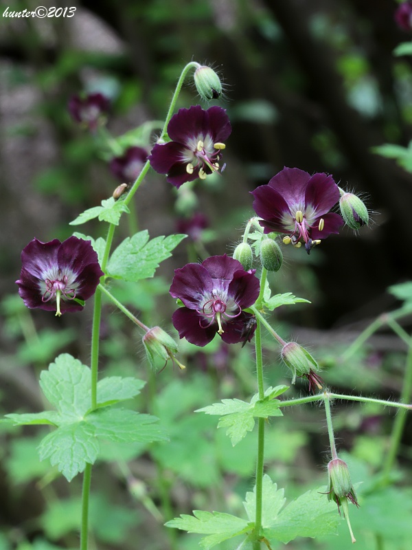 pakost hnedočervený Geranium phaeum L.