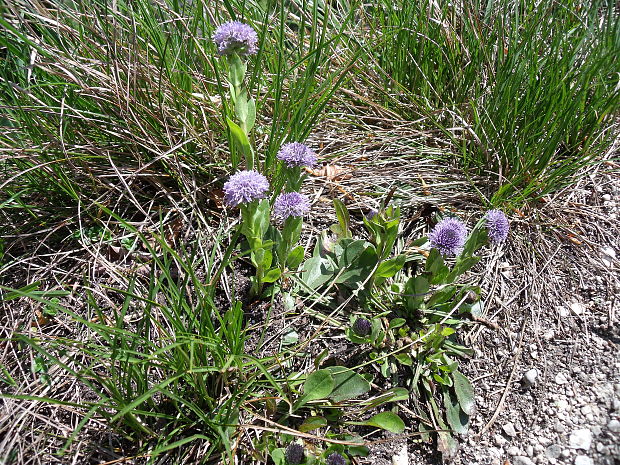 guľôčka bodkovaná Globularia punctata Lapeyr.