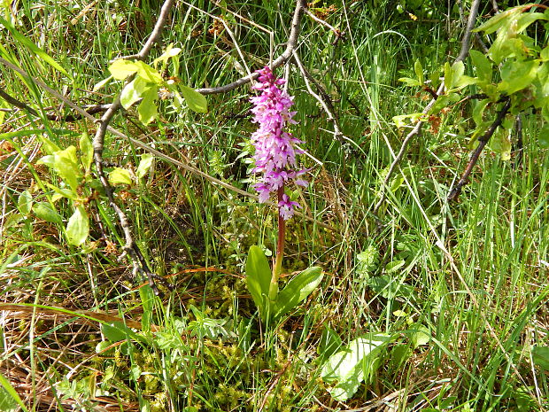 vstavač mužský poznačený Orchis mascula subsp. signifera (Vest) Soó