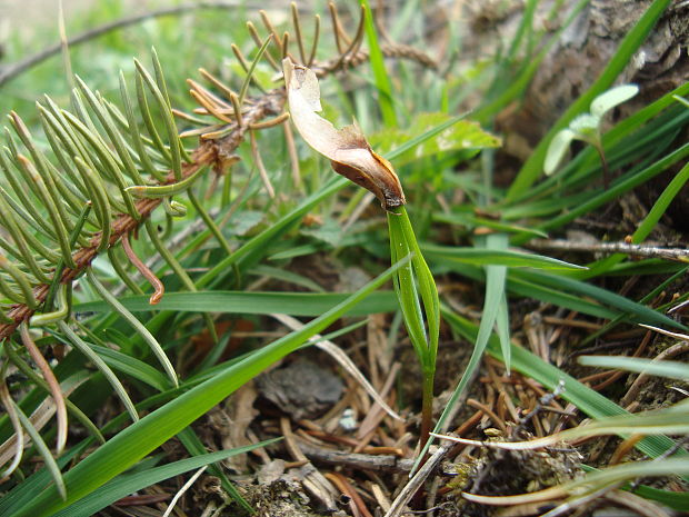 smrek obyčajný Picea abies (L.) H. Karst.