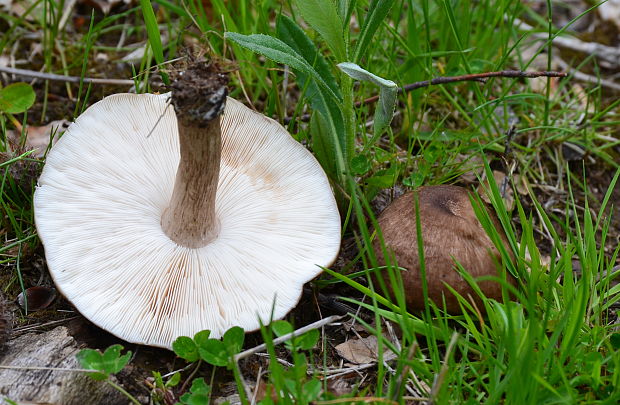 štítovka jelenia Pluteus cervinus (Schaeff.) P. Kumm.