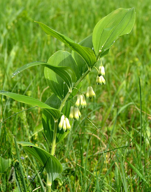 kokorík mnohokvetý Polygonatum multiflorum (L.) All.