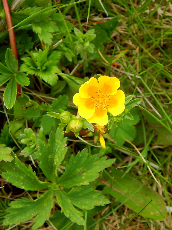 nátržník zlatý Potentilla aurea L.