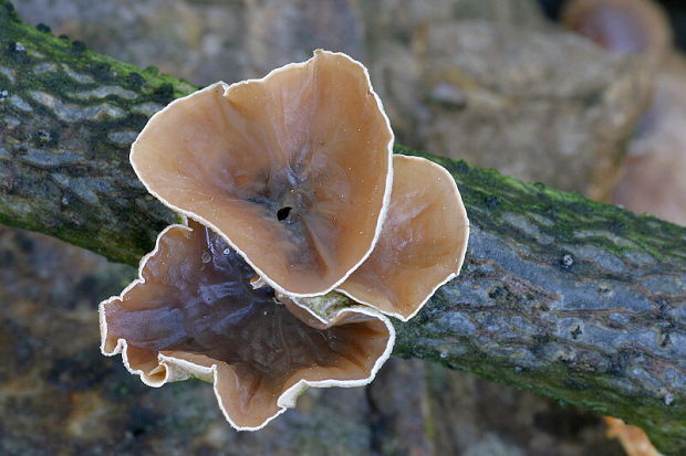 škľabka plstnatá Schizophyllum amplum (Lév.) Nakasone