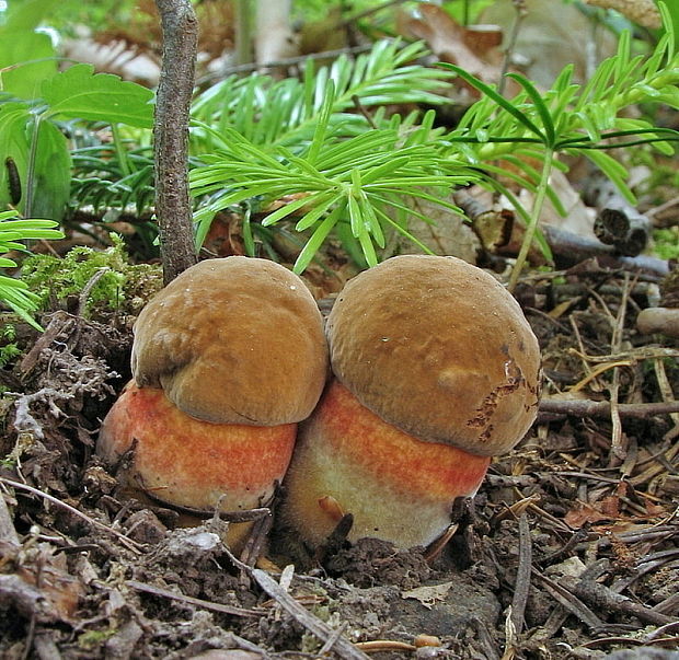 hríb zrnitohlúbikový Sutorius luridiformis (Rostk.) G. Wu & Zhu L. Yang