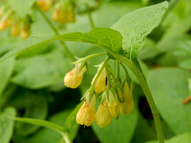 kostihoj hľuznatý Symphytum tuberosum L.