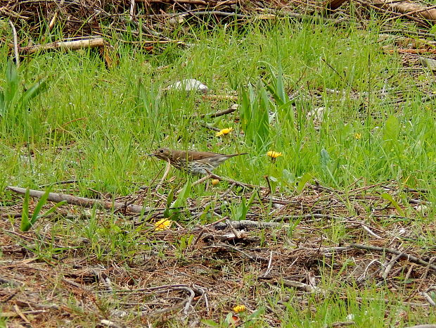 drozd plavý Turdus philomelos