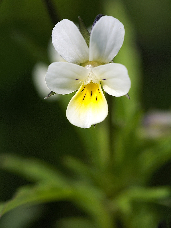 fialka roľná Viola arvensis Murray