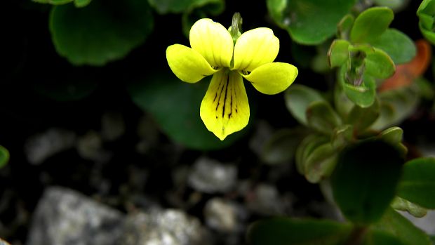 fialka dvojkvetá Viola biflora L.