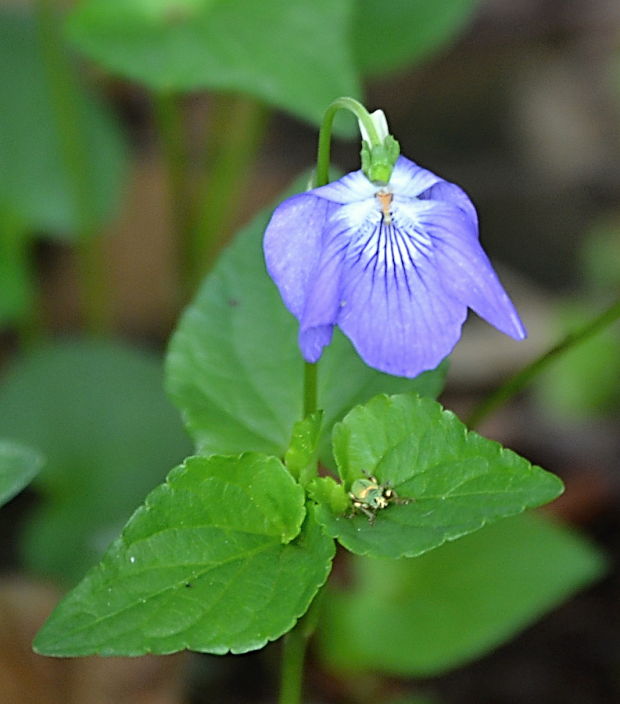 fialka Viola sp.