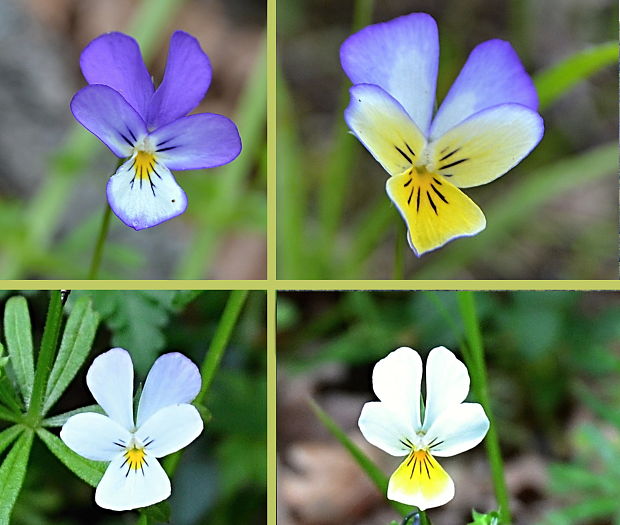 fialka trojfarebná Viola tricolor L. emend. F. W. Schmidt