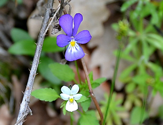 fialka trojfarebná Viola tricolor L. emend. F. W. Schmidt