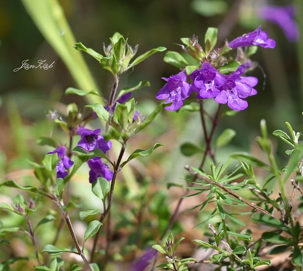 dušovka alpínska Acinos alpinus (L.) Moench