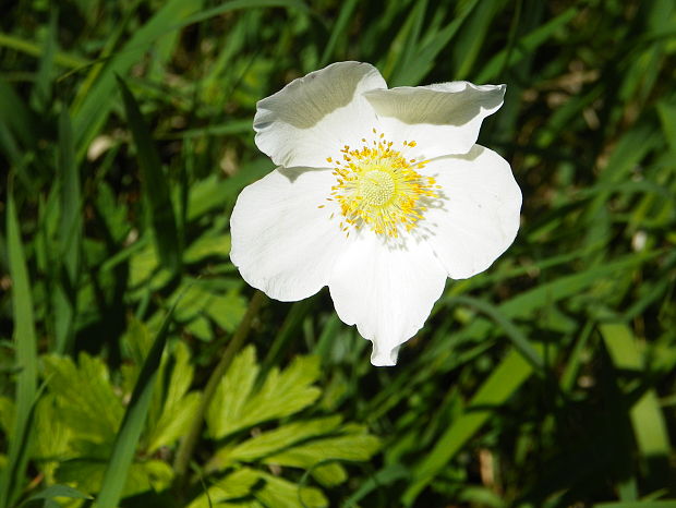 veternica lesná Anemone sylvestris L.