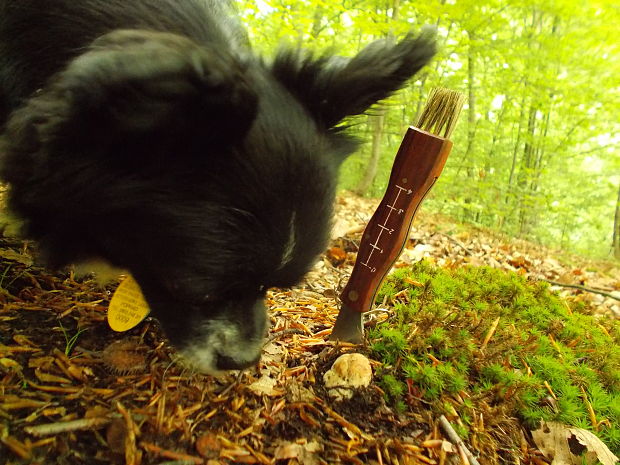 hríb sosnový Boletus pinophilus Pil. et Dermek in Pil.