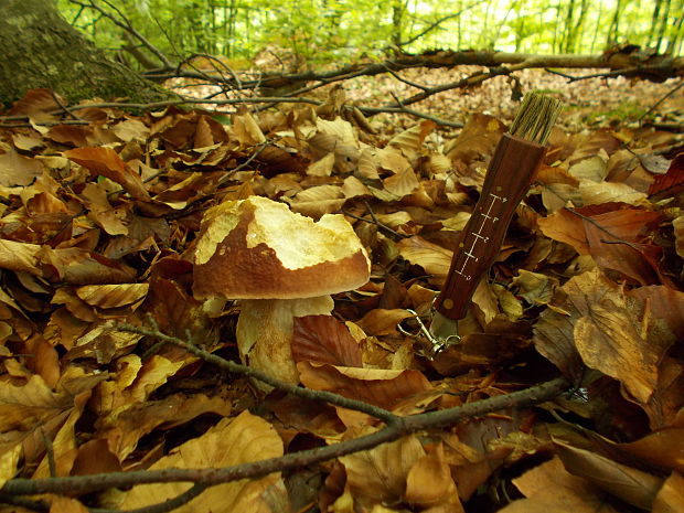 hríb sosnový Boletus pinophilus Pil. et Dermek in Pil.