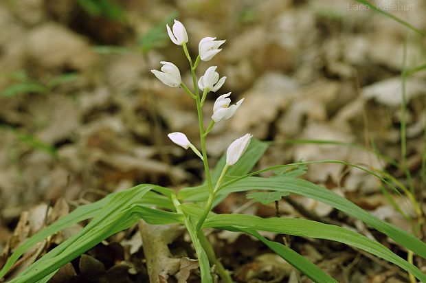 prilbovka dlholistá  Cephalanthera longifolia (L.) Fritsch