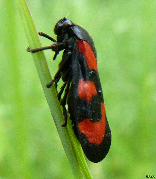 peniarka červená Cercopis vulnerata