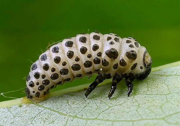 liskavka topoľová - larva Chrysomela populi