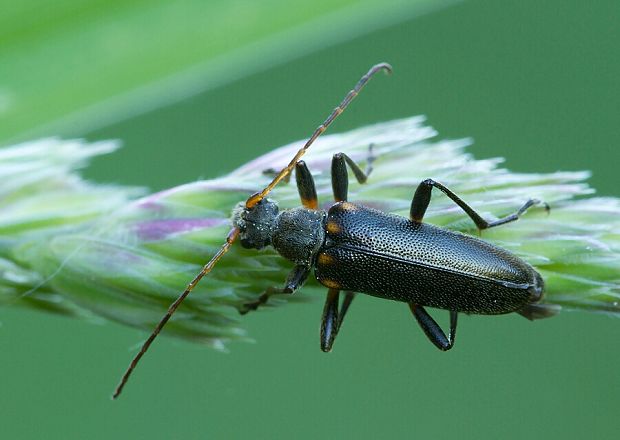 . Cortodera humeralis