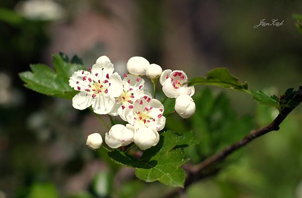 hloh obyčajný Crataegus laevigata (Poir.) DC.