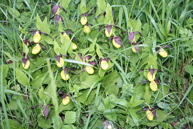 črievičník papučkový Cypripedium calceolus L.