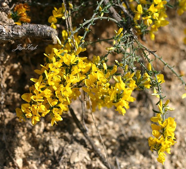 kručinka chlpatá Genista pilosa L.