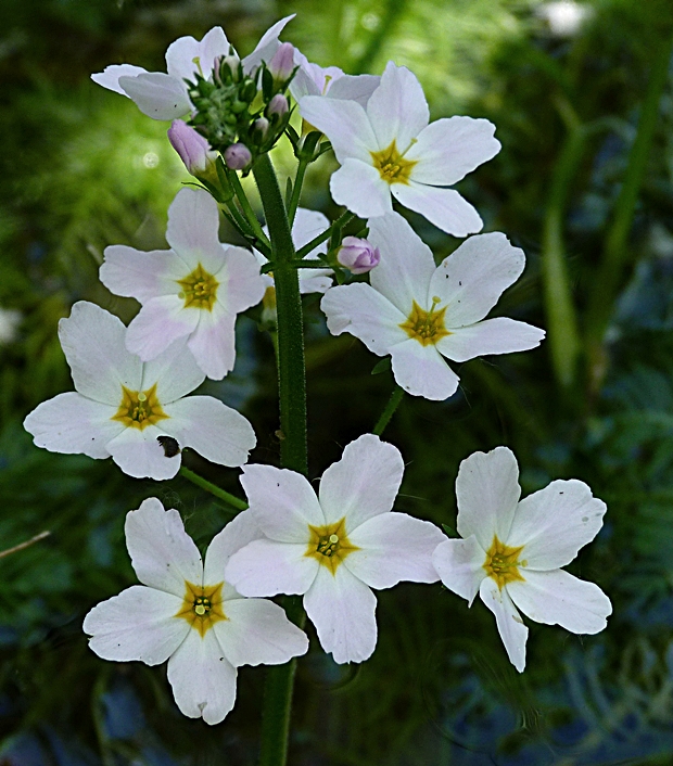 perutník močiarny Hottonia palustris L.